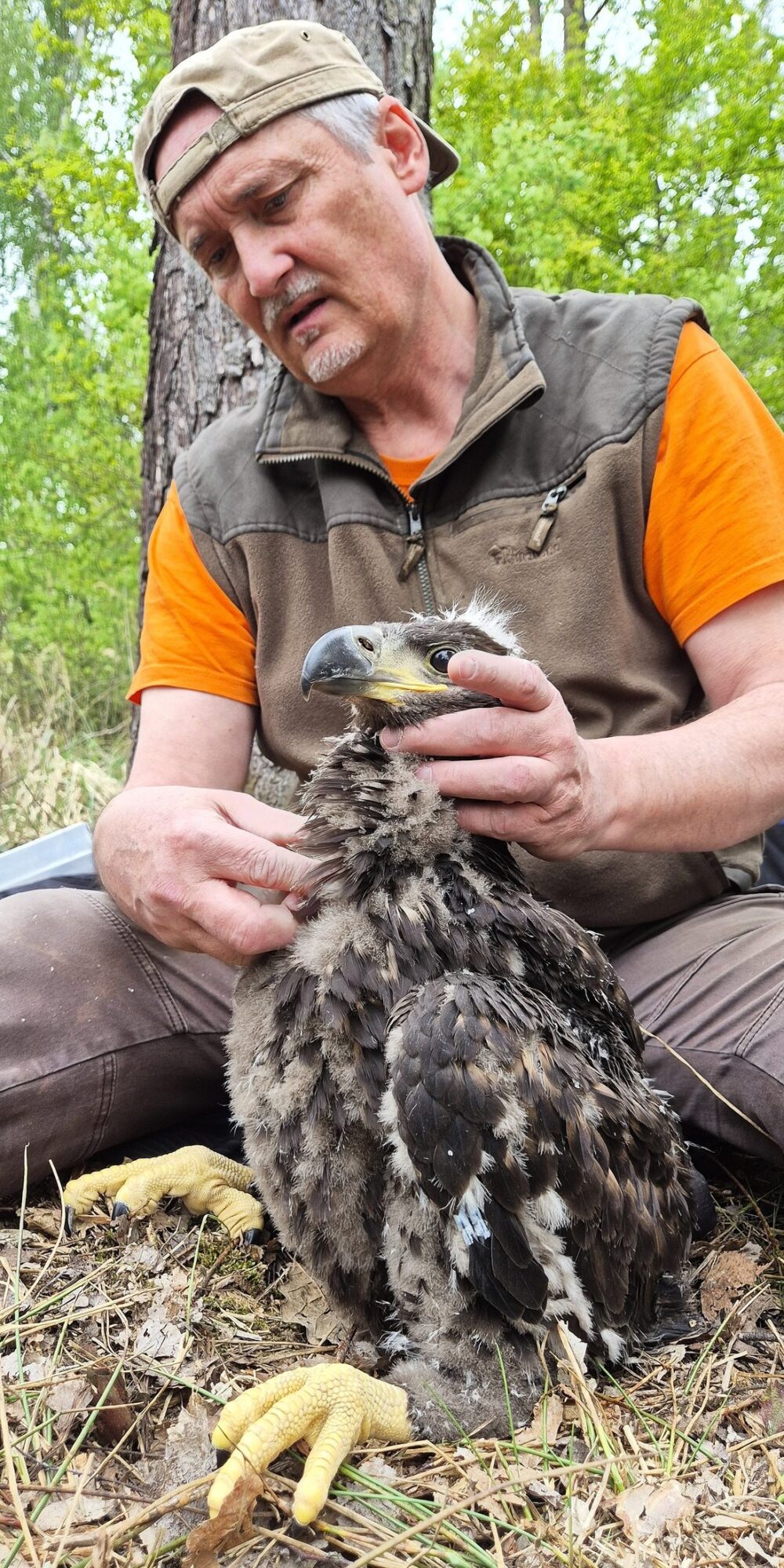 Dr Anderwald van KOO uit Polen checkt de krop van de vogel of de gezondheid van de jonge vogel.
