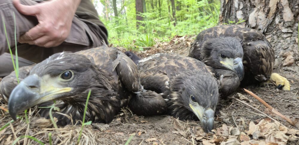 3 musketiers naast elkaar in het gras. Ze worden grondig ondergezocht en geringd