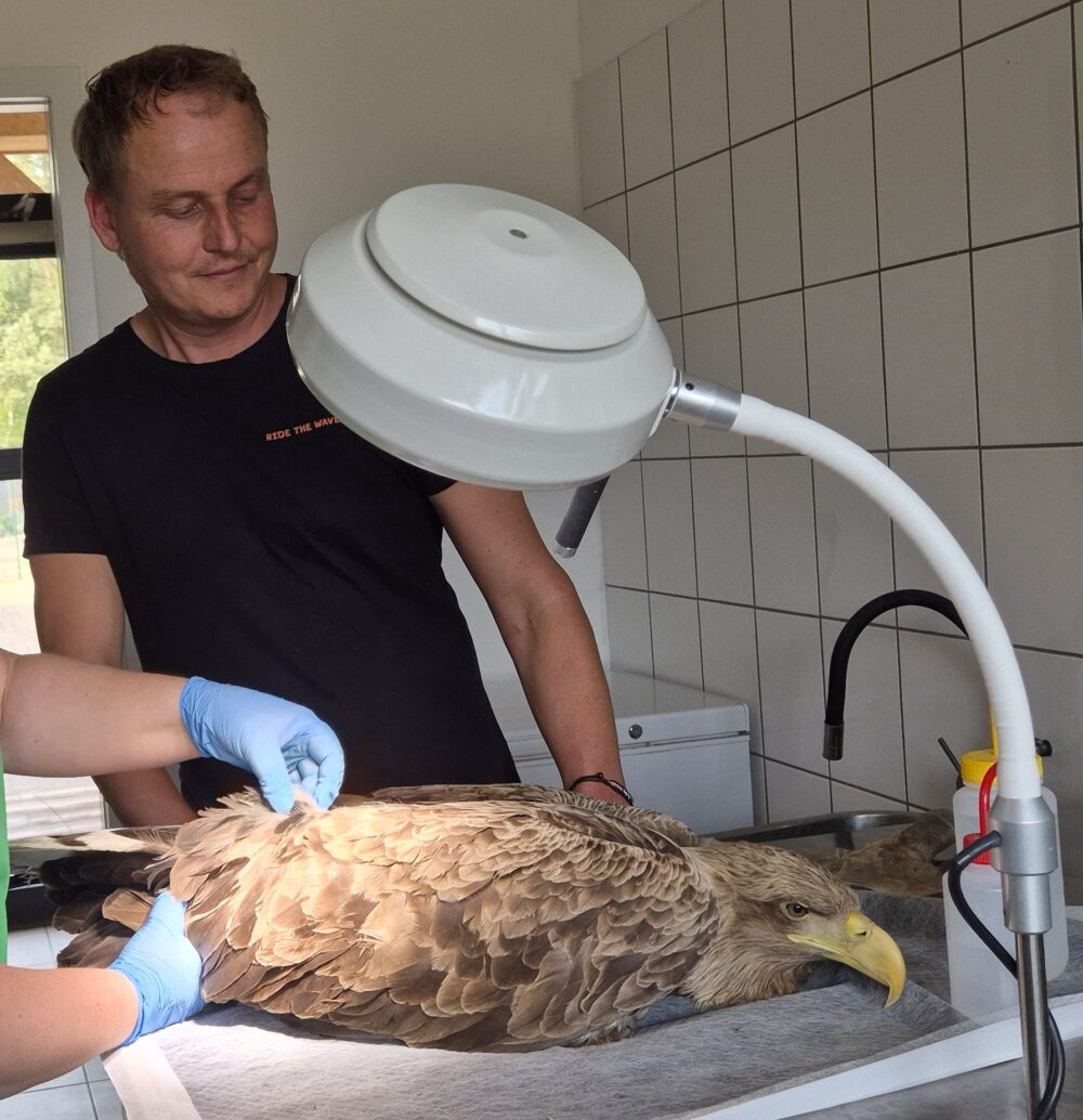 Ruben tijdens een operatie van een gewonde volwassen zeearend in Polen