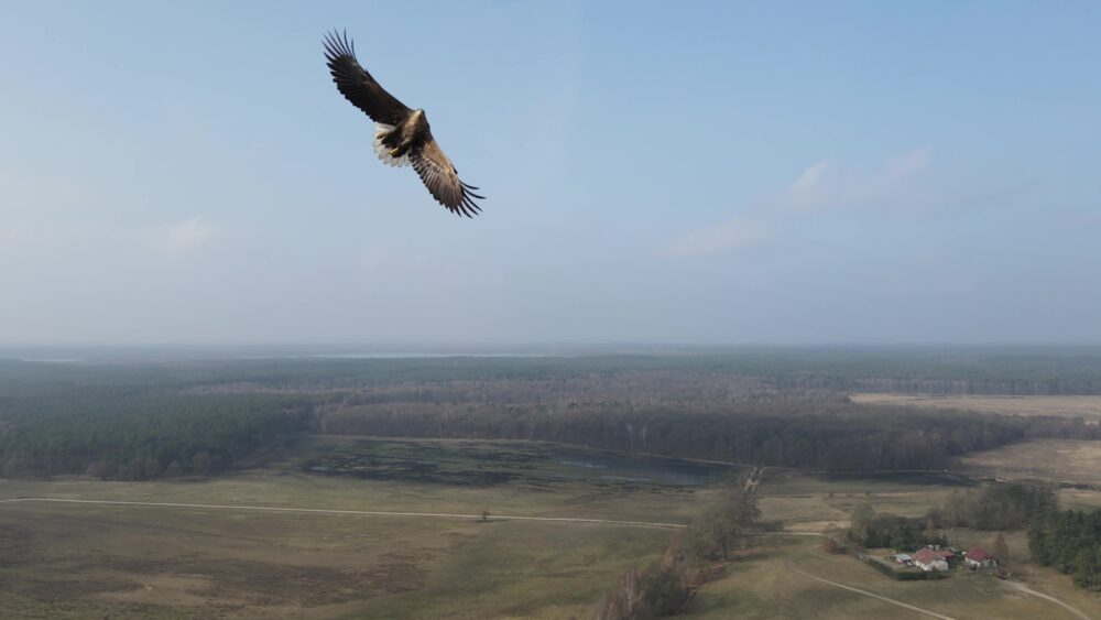 Volwassen zeearend op 300 meter hoogte in Muritz National Park
