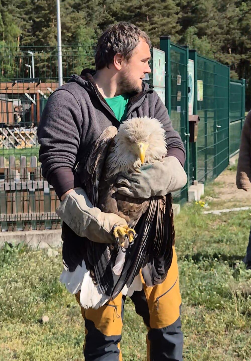 seeadler, rubenmeijer, education about wilde tailed eagle. europese zeearend. ontmoetdezeearend. rubenmeijer.com