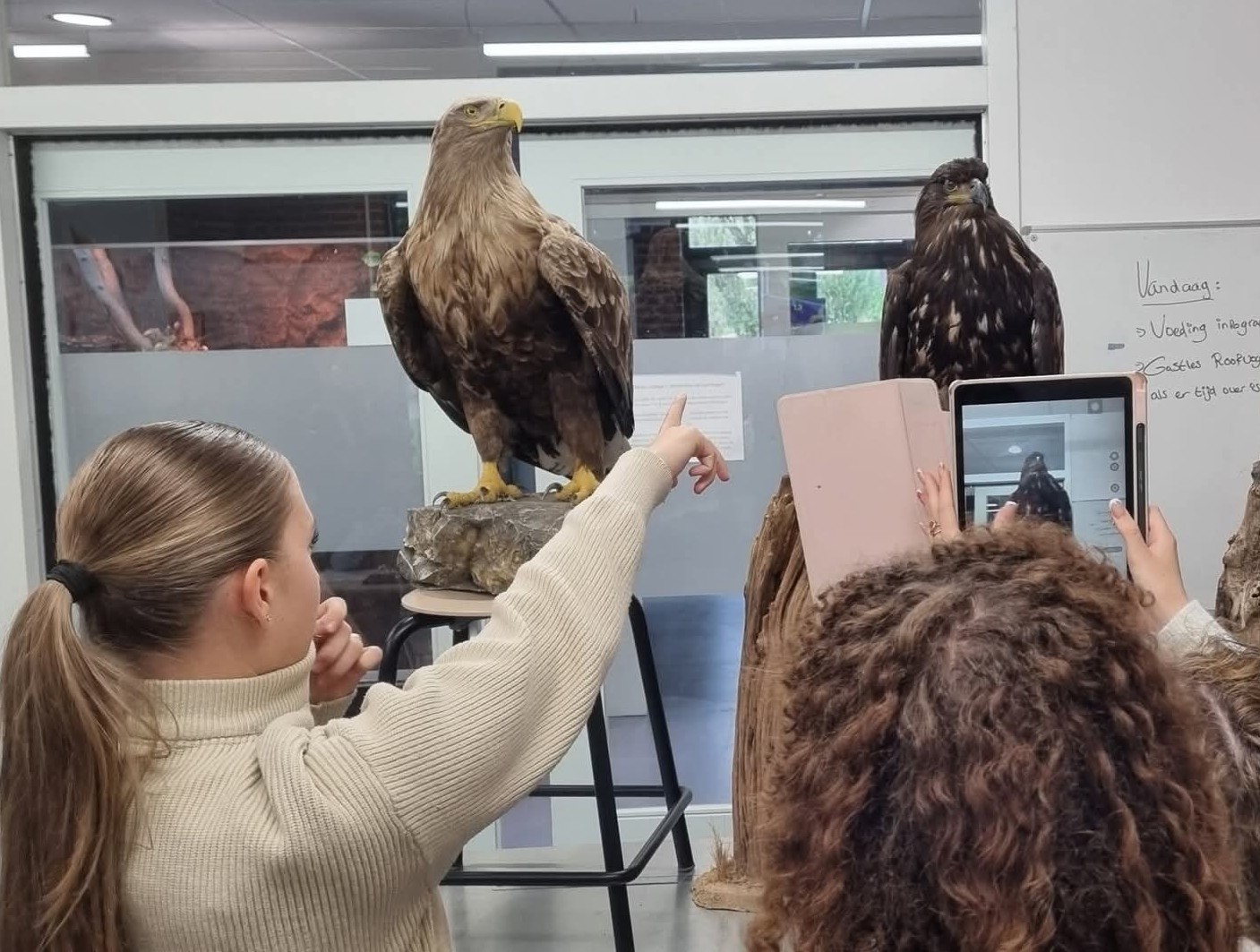 Studenten observeren de verschillen tussen een onvolwassen en volwassen zeearend.
