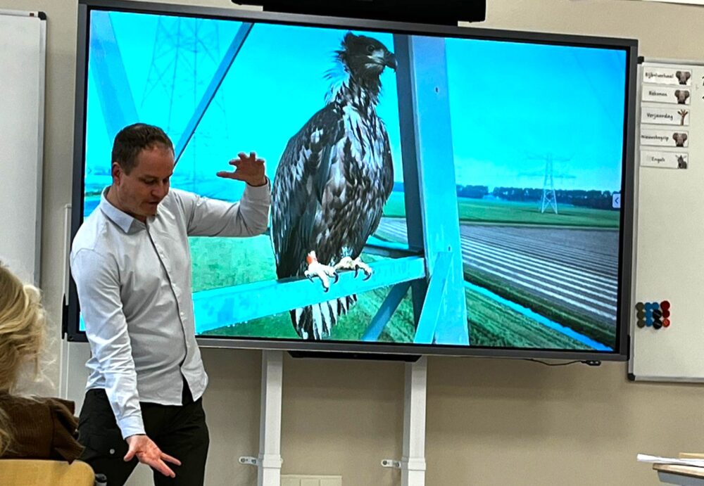 Ruben legt uit dat met name vrouwelijk zeearenden kunnen wel een lengte bereiken van 90 cm