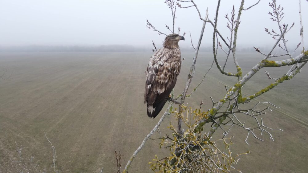Jonge zeearend rustend in Muritz Nationalpark in Duitsland