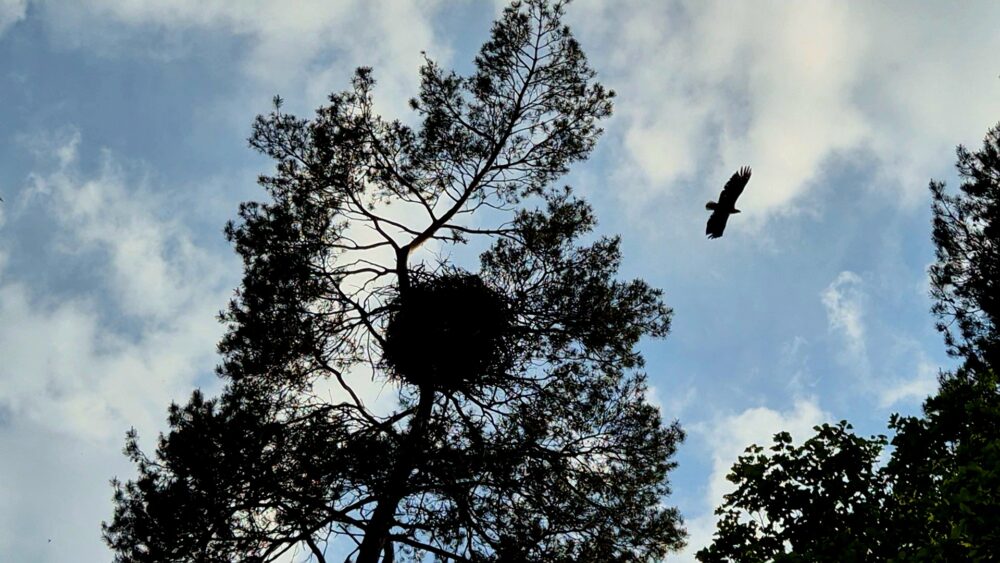 Zeearend vliegt boven haar nest