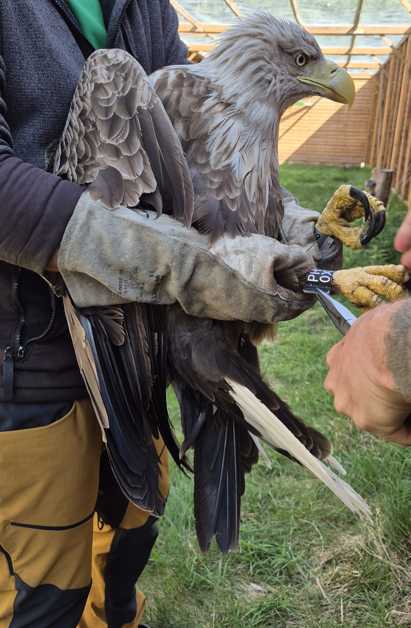Ruben Meijer Bielik, Orzel bielik, seeadler, zeearend, white tailed eagle teacher, show, www.ontmoetdezeearend.nl