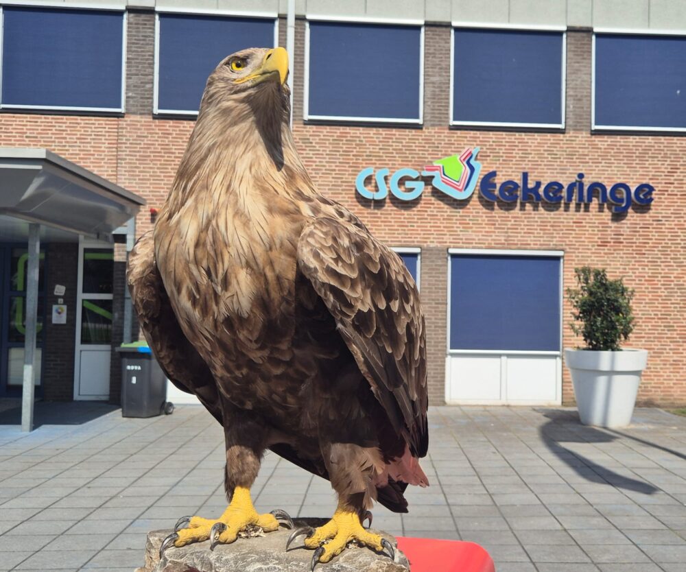 CSG Eekeringe in Steenwijk heeft de gastles ''Ontmoet de zeearend'' opgenomen in hun lesprogramma wat ieder jaar voor alle 1e en 2e jaars leerlingen gegeven gaat worden.