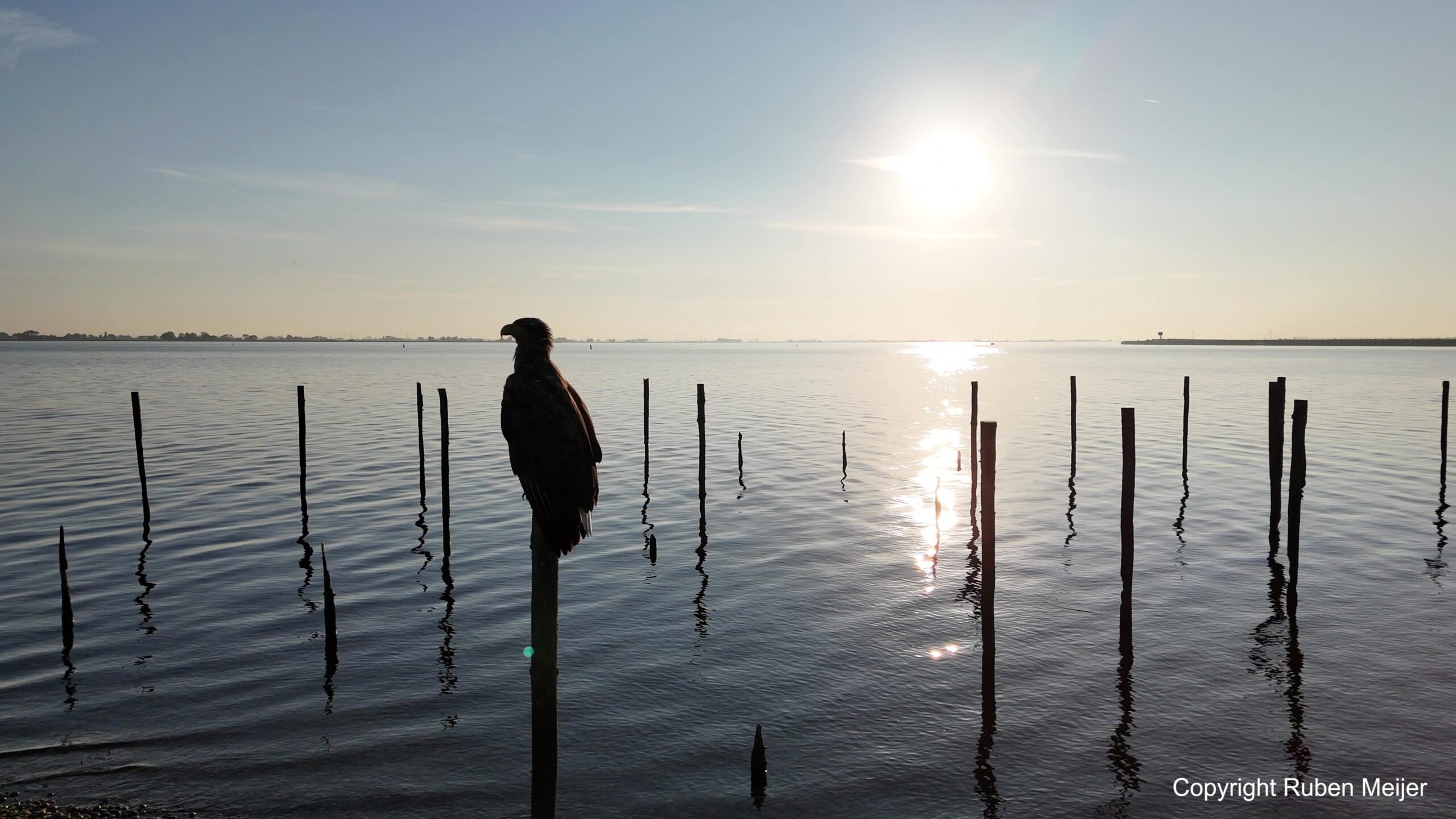 Ruben Meijer zeearend, gastles voorstelling white tailed eagle, bielik, seeadler