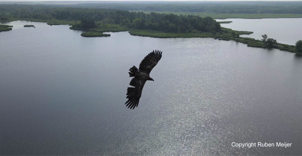 Luchtfoto van zeearend in Pools luchtruim vlak aan de grens met Oekraïne
